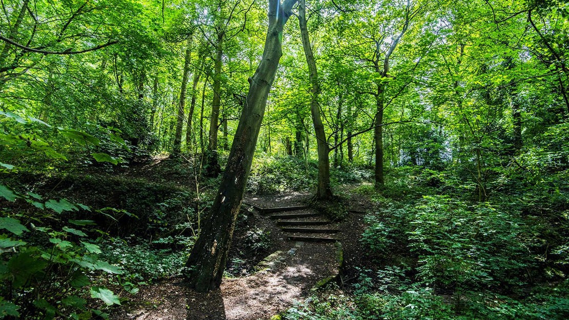 Path through Murdishaw Wood