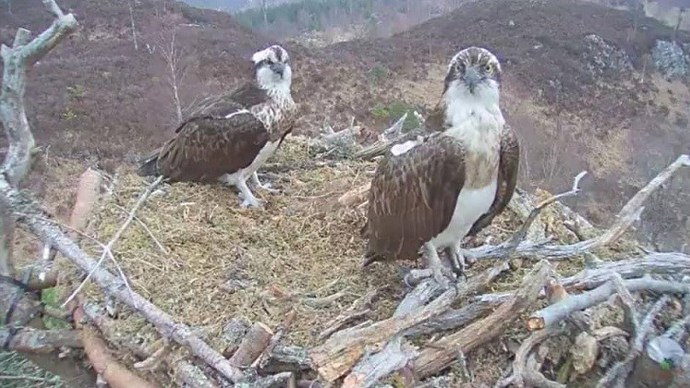 Ospreys, aila and louis sat on nest