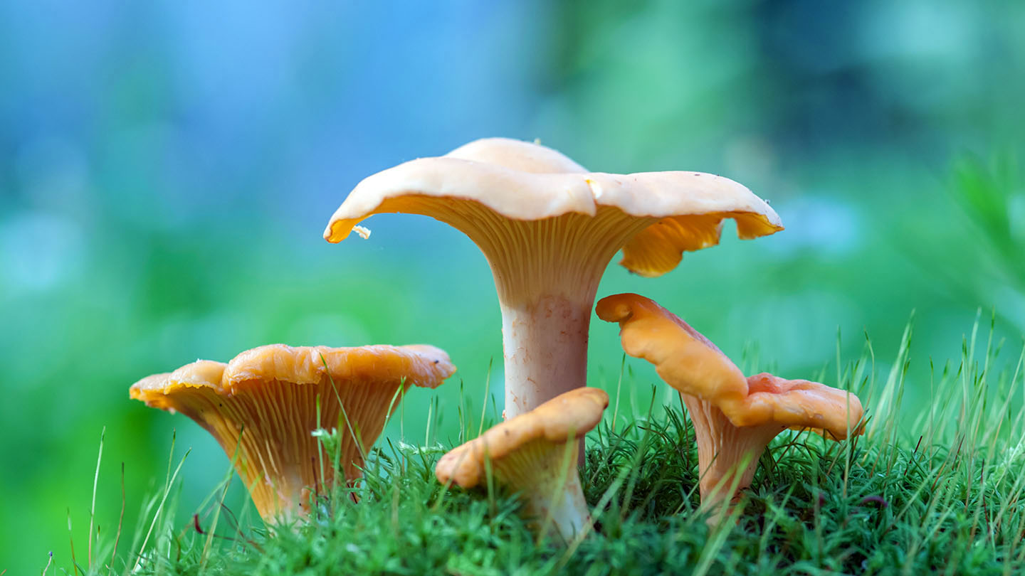 Chanterelle (Cantharellus cibarius) Woodland Trust