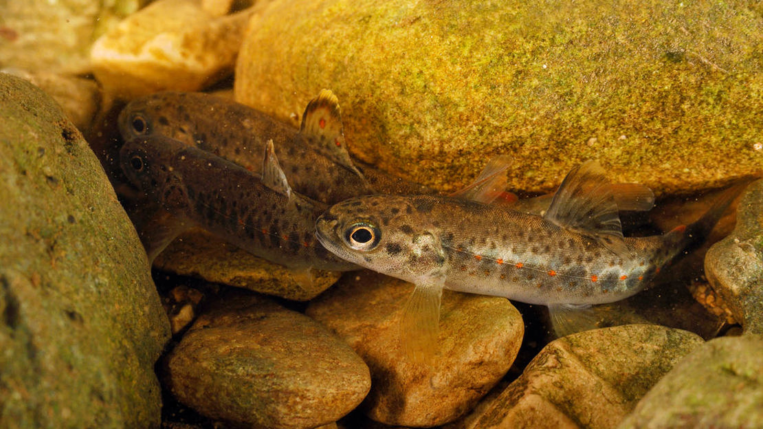 Brown trout young fry