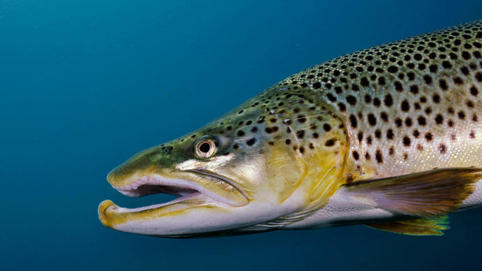 Brown trout close-up