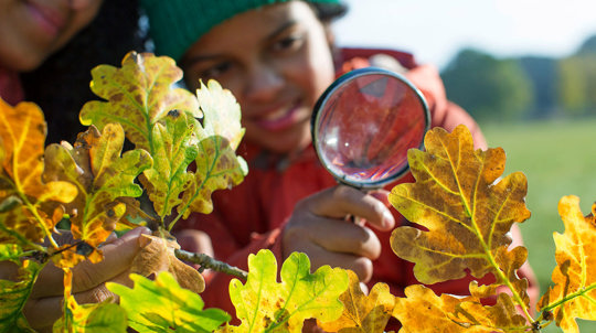 Child looking at autumn leaves with a magnifying glass