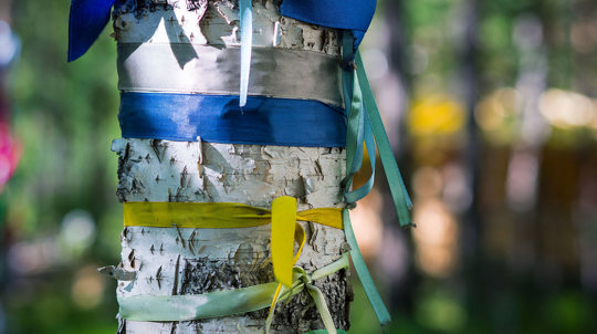 Blue and yellow ribbons wrapped around a birch tree trunk