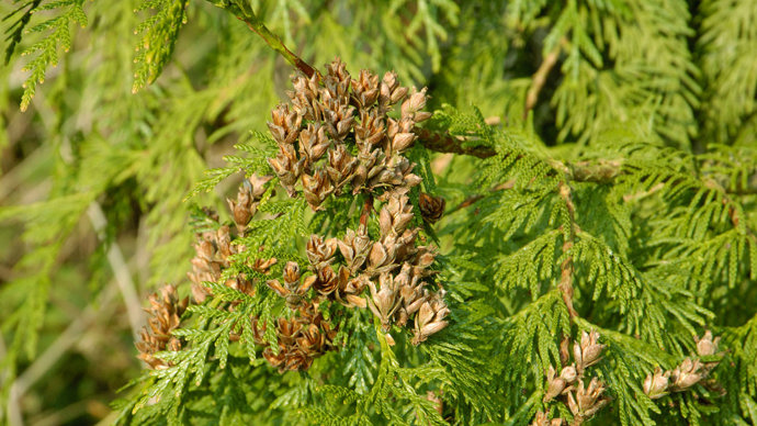 Western red cedar pine cones