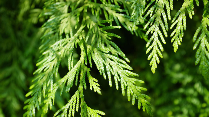 Western red cedar leaves and needles close-up