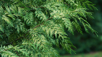 Western red cedar leaves