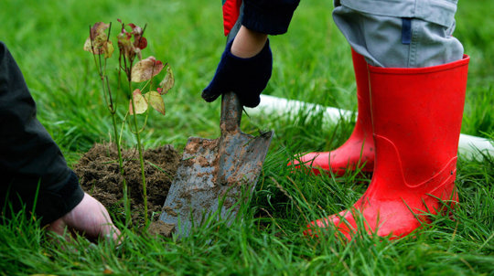 Children planting trees