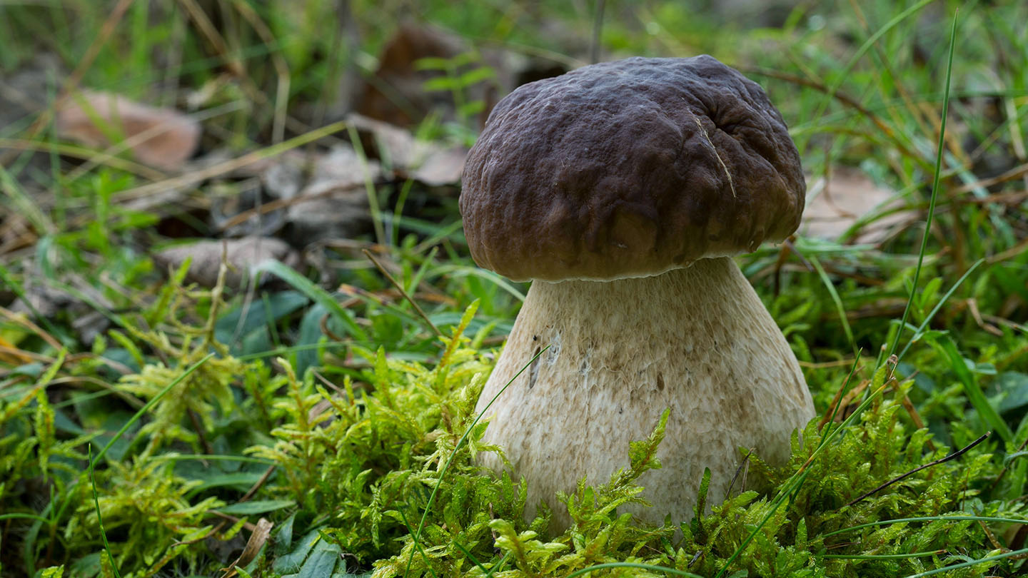 Penny Bun Boletus Edulis British Fungi Woodland Trust   Penny Bun Fungus Alamy F99twr Frank Hecker 