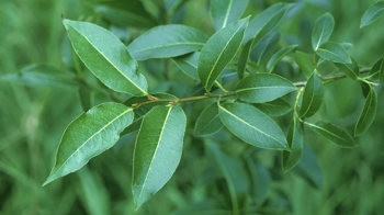 Bay willow leaves branch