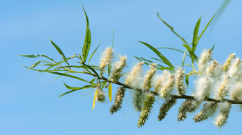 Osier willow female catkins releasing seeds