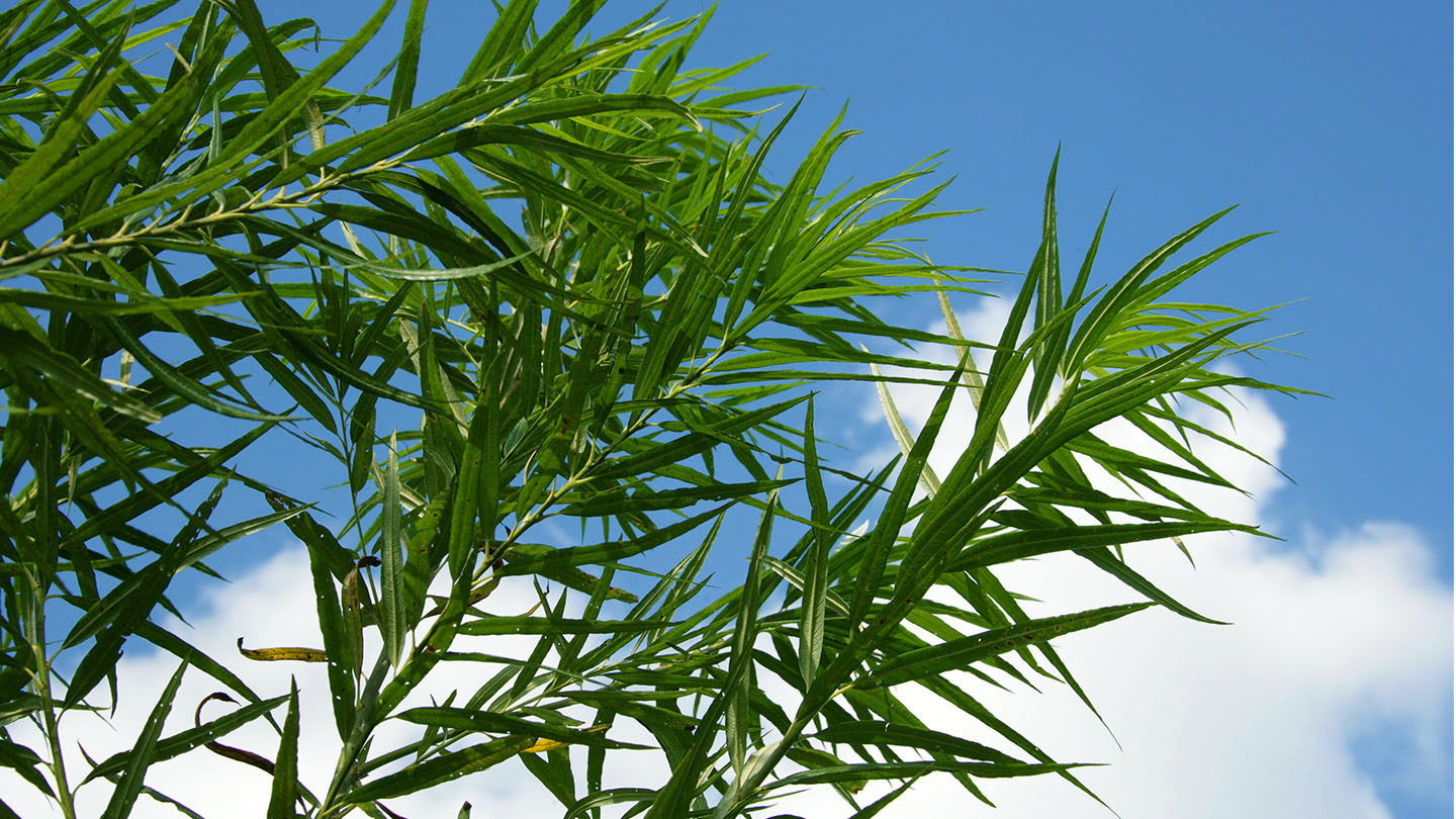 Osier Willow (Salix viminalis) - British Trees - Woodland Trust