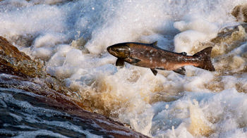 Altantic salmon leaping upstream over a small waterfall