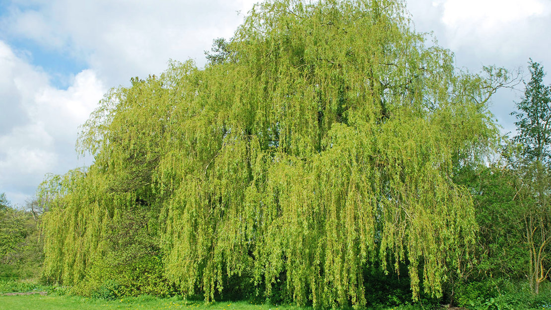 White willow tree