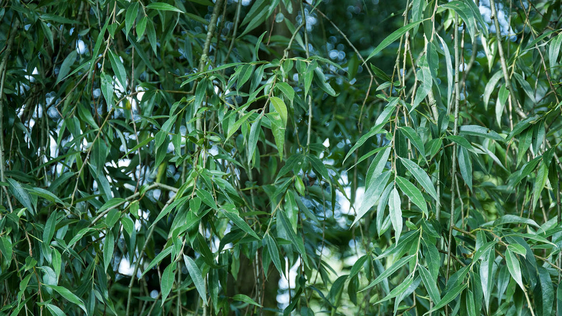 White willow leaves in summer