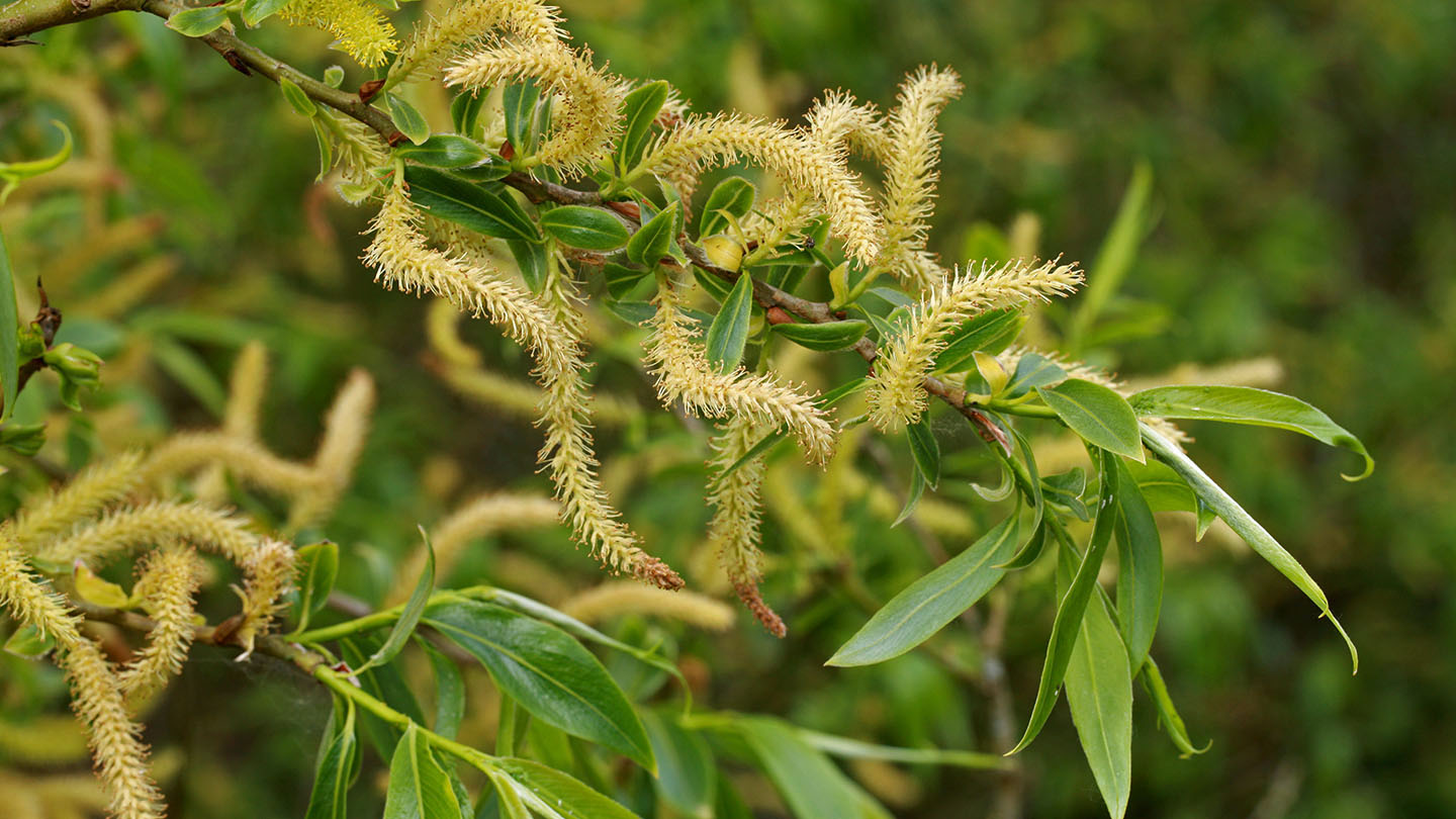 Willow on sale tree flowers