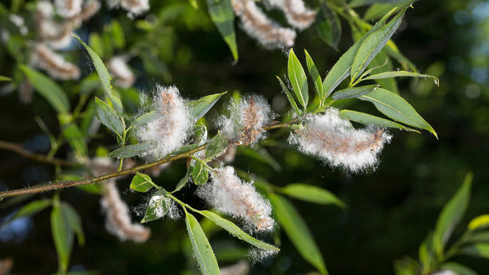 White willow fruit