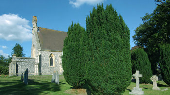 Irish yew in churchyard