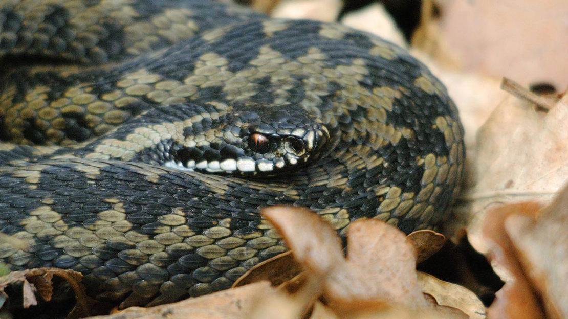 Adder