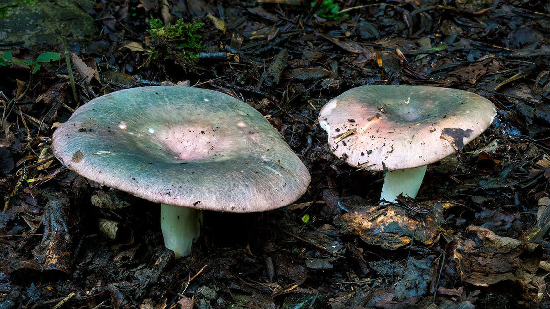 Charcoal burner on woodland floor