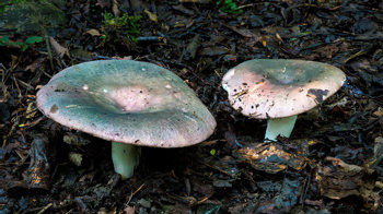 Charcoal burner on woodland floor Charcoal burner on woodland floor