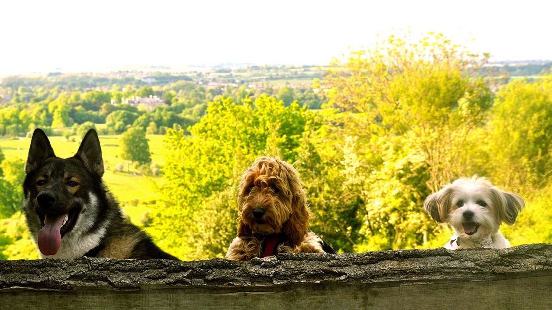 Dogs posing for photo, Tring Park