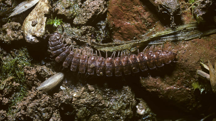 Flat-backed millipede
