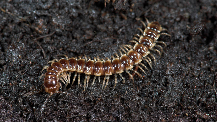 Flat-backed millipede on mud