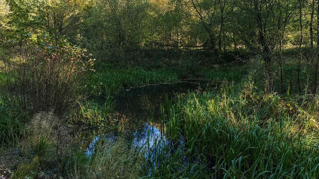 Shady pond, Uffmoor Wood
