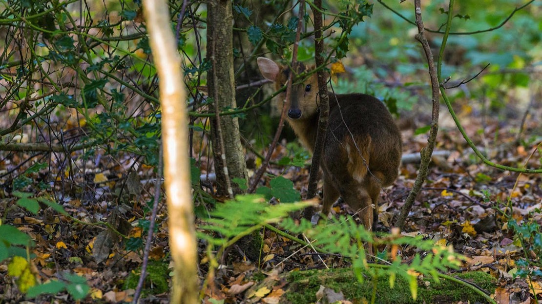 Fawn, glimpsed through bushes, Uffmoor Wood