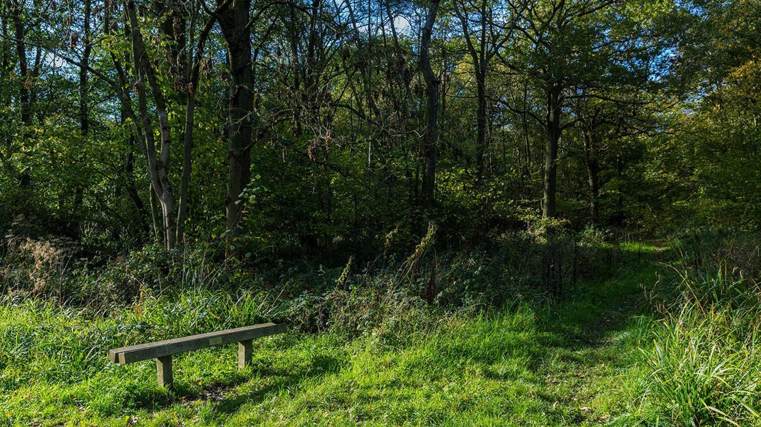 Wooden bench, Uffmoor Wood