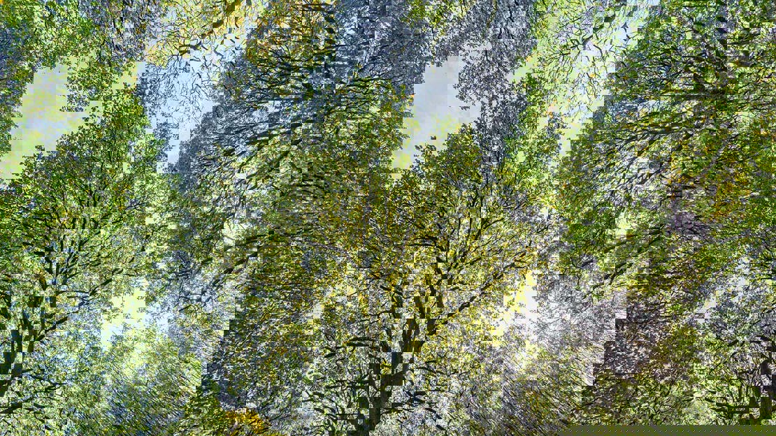 Looking up into canopy, Uffmoor Wood