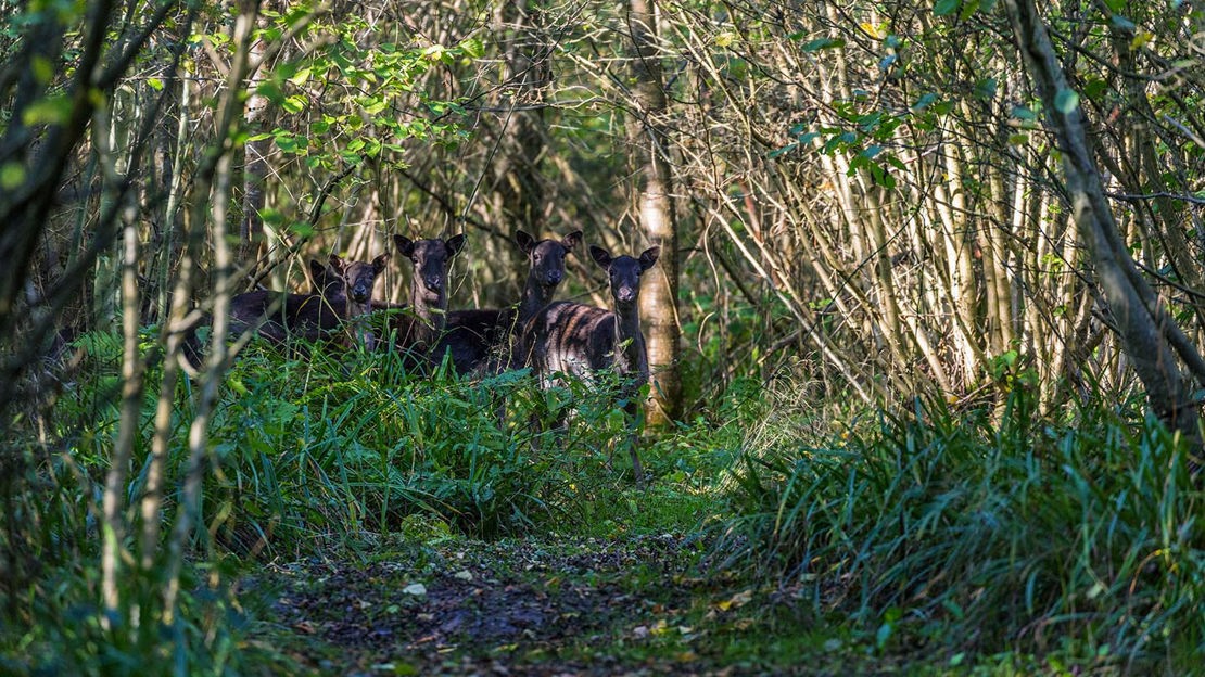 Deer in woodland, Uffmoor Wood