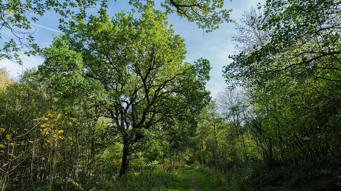 Green woodland, Uffmoor Wood