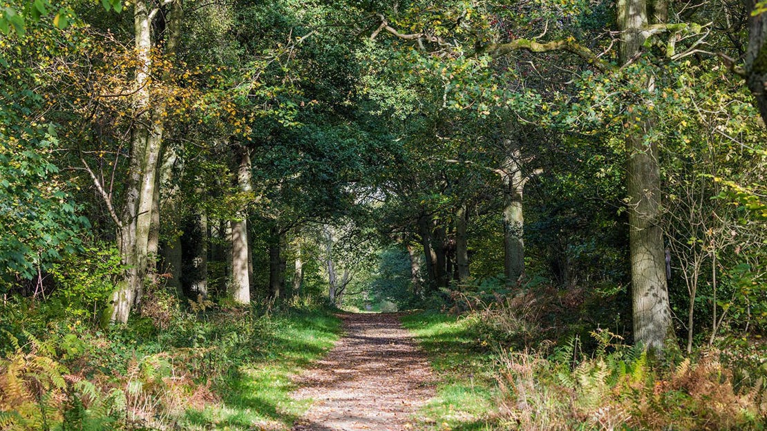 Path through woodland, Uffmoor Wood