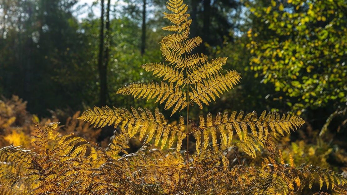 Autumn ferns, Uffmoor Wood