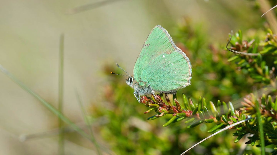 Green hairstreak butterfly