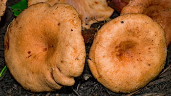 Oakbug milkcap on woodland floor