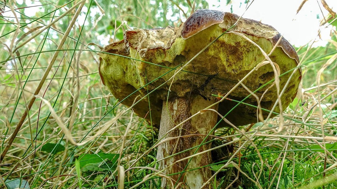 Mushroom, close-up,  Wentwood