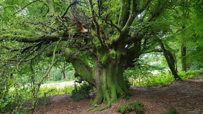 Large, spreading tree,  Wentwood