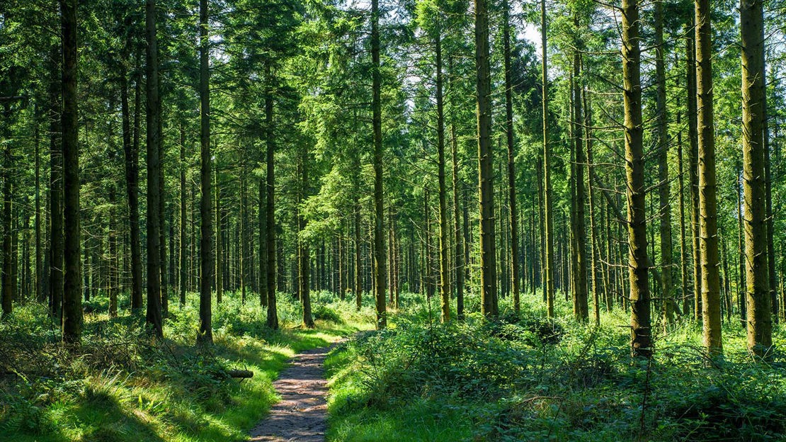 Slender tree trunks, Wentwood