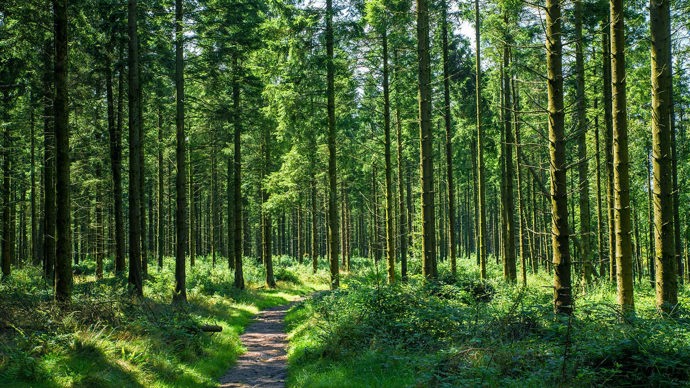 Slender tree trunks, Wentwood
