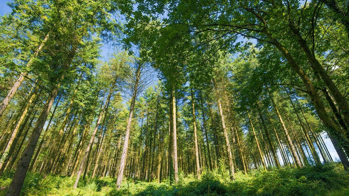 Trees, viewed from below, Wentwood