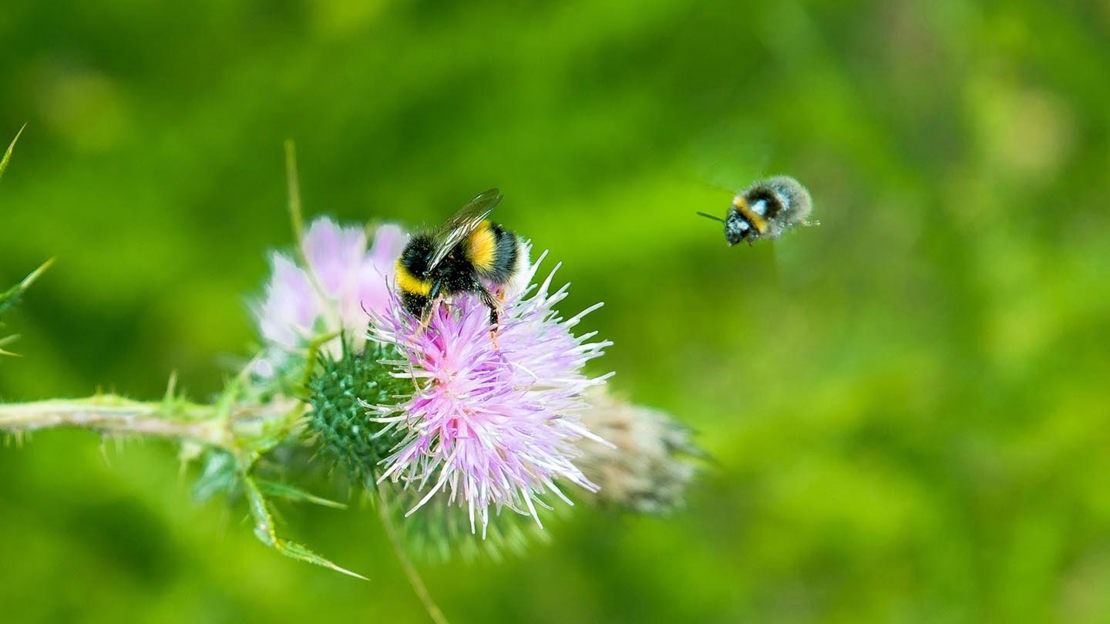 White Tailed Bumblebees and pink thistle, Wentwood