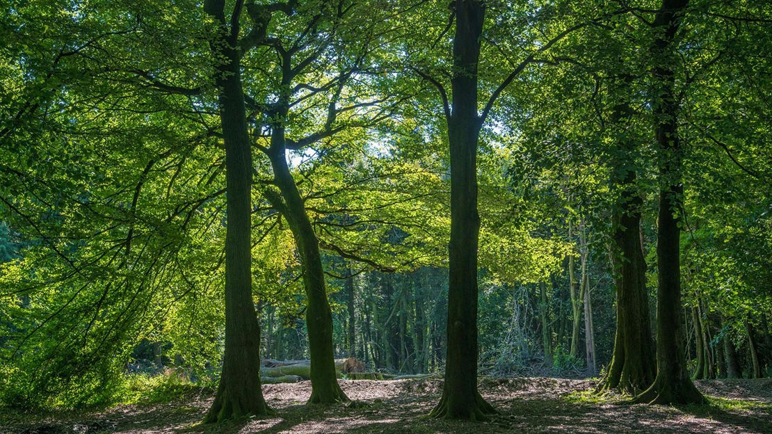 Sunlit woodland, Wentwood