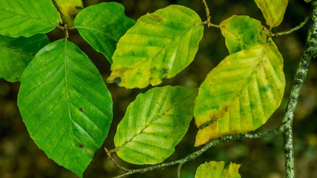 Beech leaves, Wentwood
