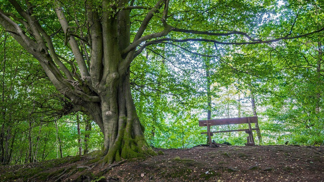 Wooden bench, Wentwood