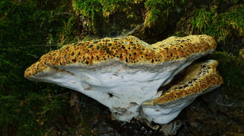 Oak bracket on weeping conk Oak bracket on weeping conk