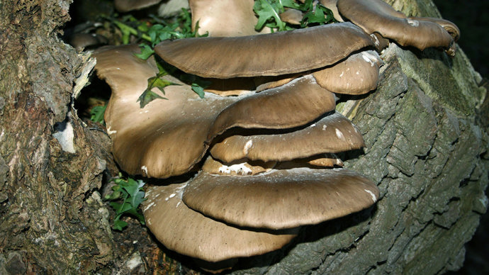 Brown oyster mushrooms