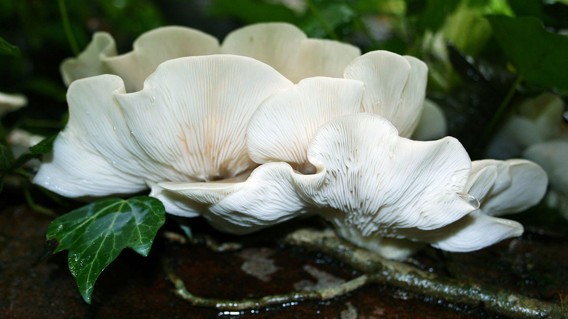 Oyster mushrooms underside showing gills
