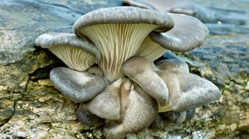 Oyster fungus growing on wood